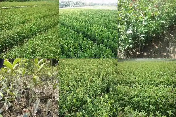 澳洲桂花树品种介绍1685665386331