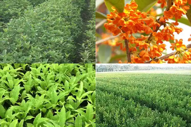 哪个品种的桂花树耐寒1685665403984