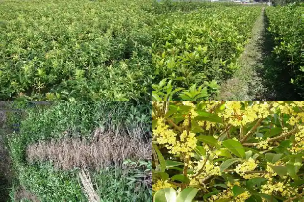 哪个品种的桂花树耐寒1685665404080
