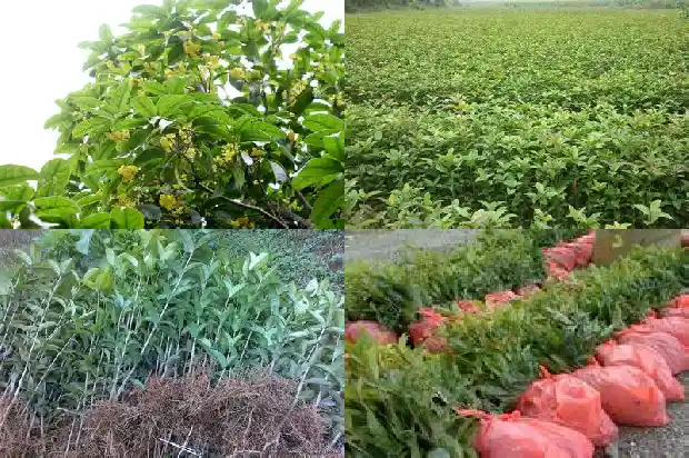 北方适合种哪种桂花树1685665423676