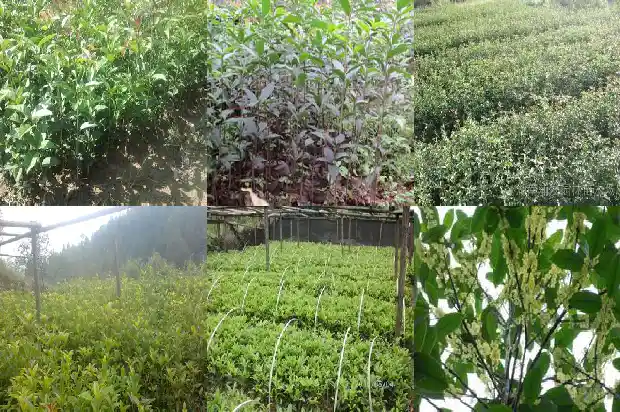 北方适合种哪种桂花树1685665423724
