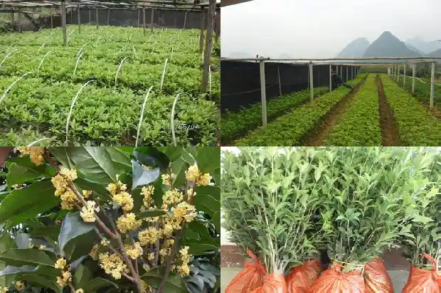 北方适合种哪种桂花树1685665423772