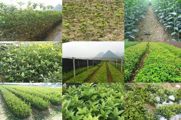 适合北方室外的桂花树品种1685665441607