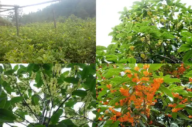 桂花树结不结籽1685665457352