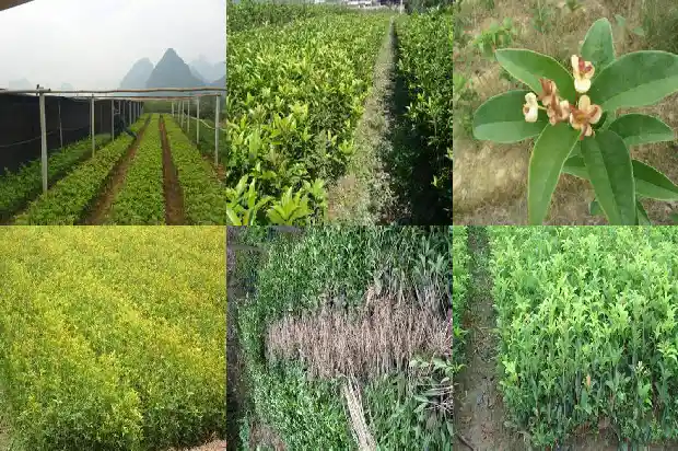 桂花树结不结籽1685665457398
