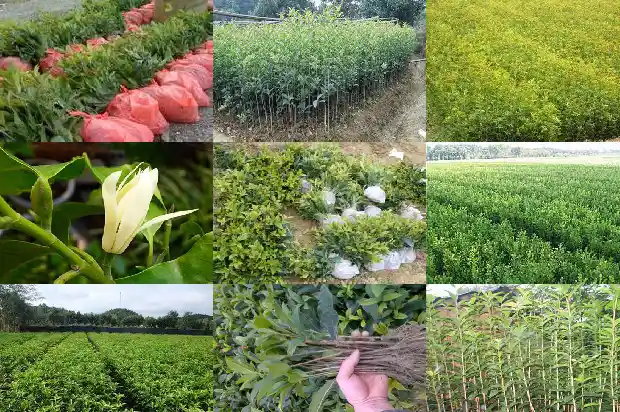 不结籽的桂花树品种1685665474250