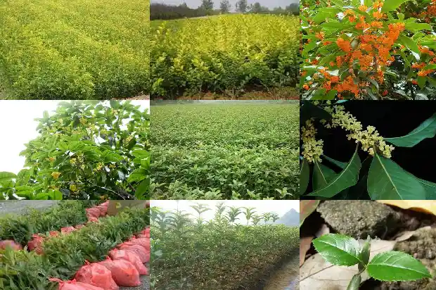 怎么区分桂花树品种好坏1685665498144