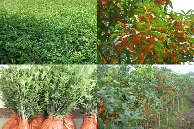 怎么区分桂花树品种好坏1685665498287