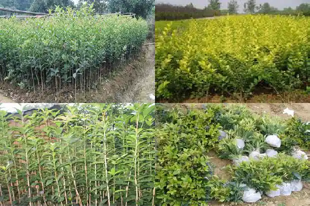 大桂花树苗价格表1689726336903