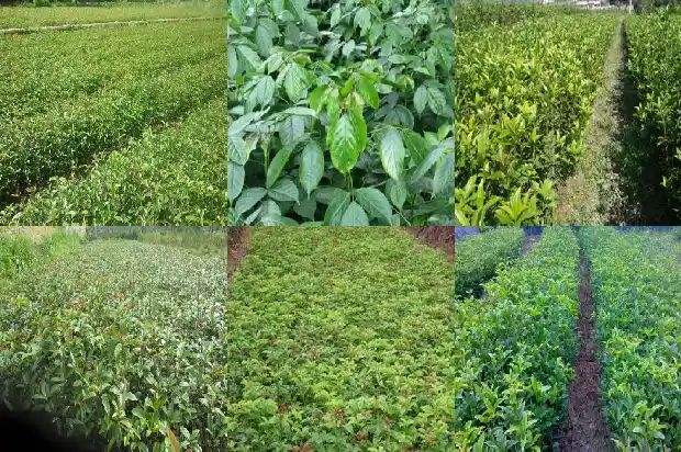 高杆桂花树价格多少一棵呢1690245119867