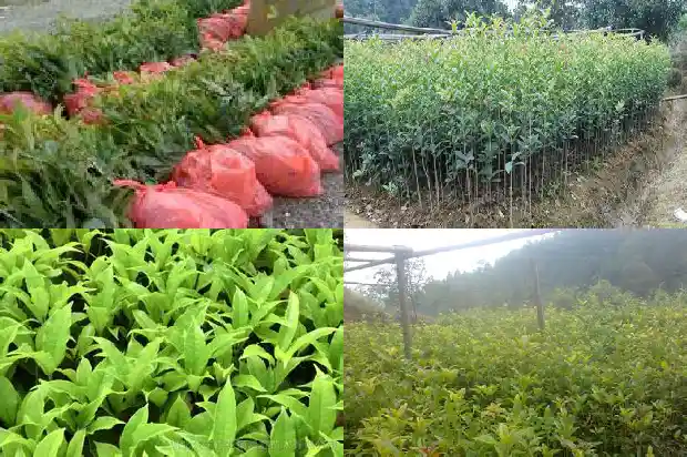 浏阳桂花树批发价格表最新1689898907393