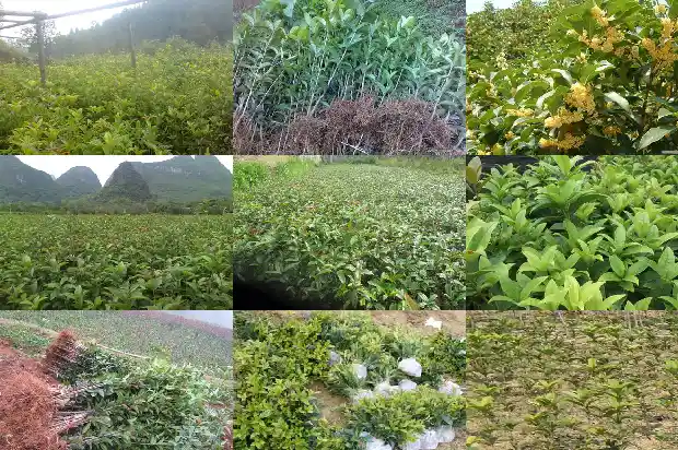 哪里的桂花1685665575134