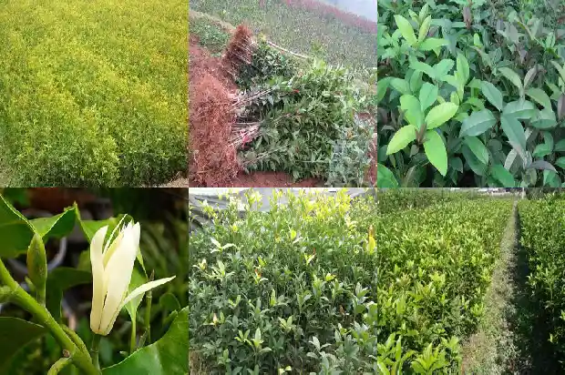 哪里的桂花1685665575184