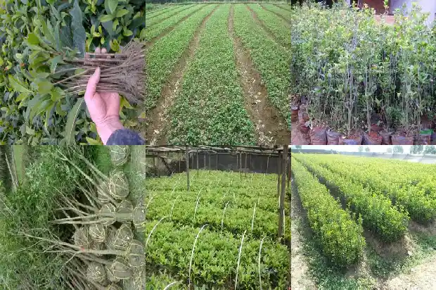 故乡的山上全是桂花树下一句1685665596888