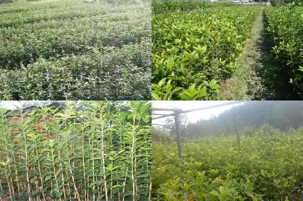 故乡的山上全是桂花树下一句1685665596936