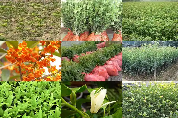 故乡的山上全是桂花树下一句1685665596984