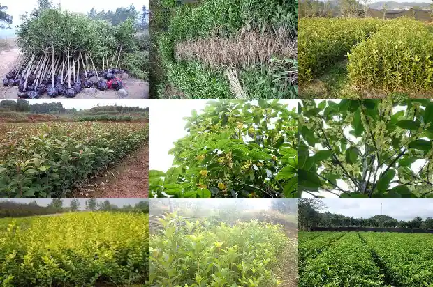 我想看看桂花树的样子1685665640506