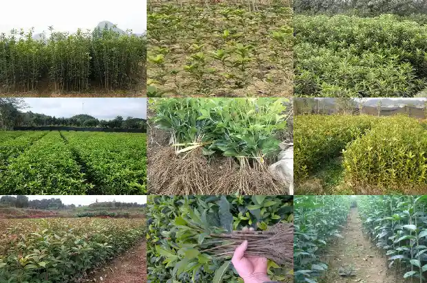 我想看看桂花树的样子1685665640600