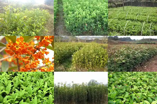 我要看桂花树1685665666282