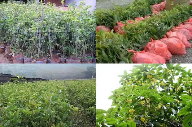 我要看桂花树1685665666330