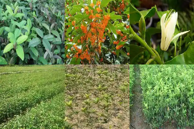 丁香桂花泡茶量多少1689035383654