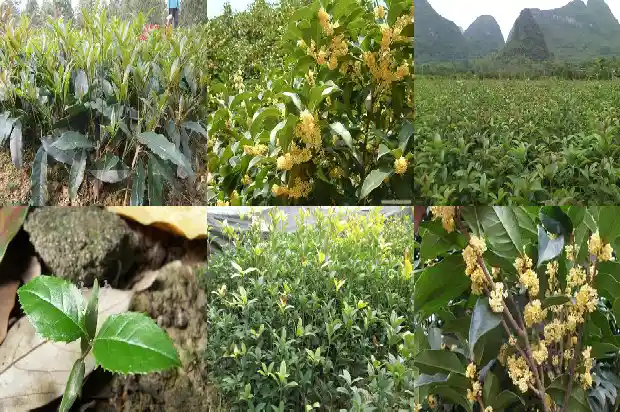中国桂花城1685665727357