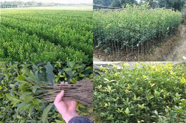 中国桂花城1685665727403