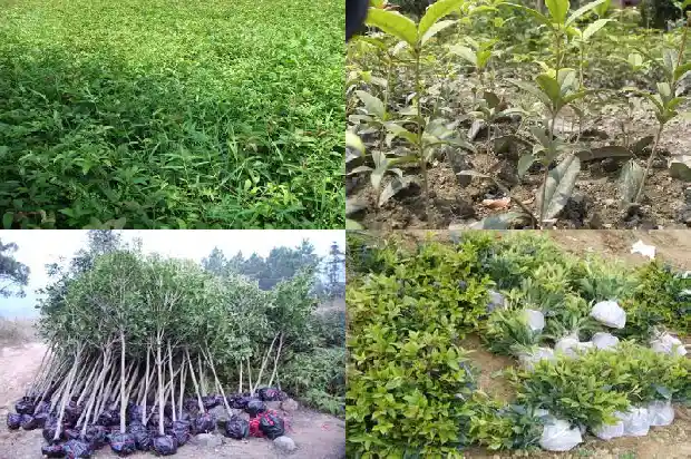 桂花之乡是哪个地方1685665749410