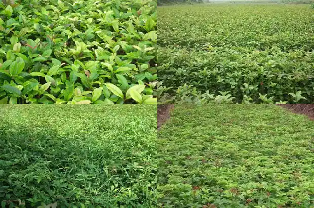 桂花寄托思念1685665845803