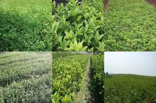 桂花寄托思念1685665845850