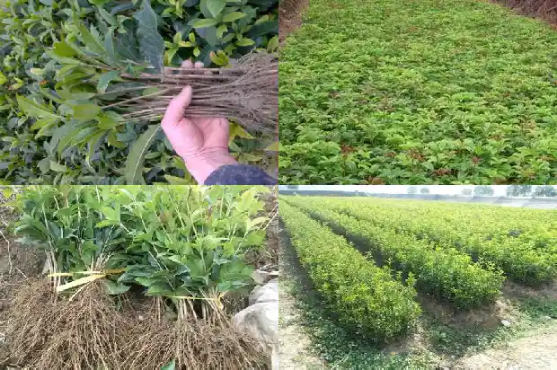 桂花寄托思念1685665845946