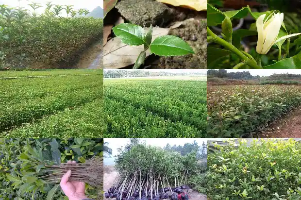 桂花飘香的思念1685665861811