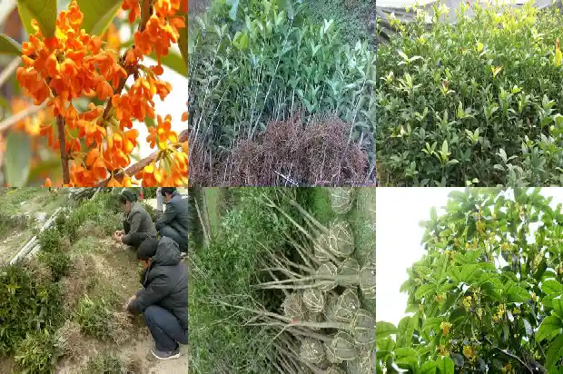 我爱家乡的桂花树400字1685665884300