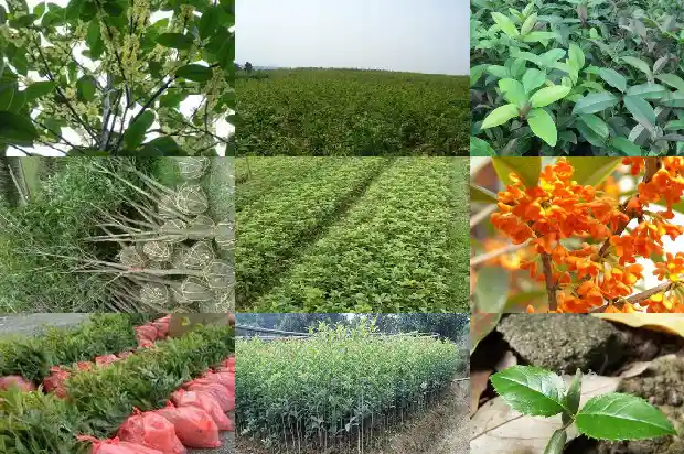我爱家乡的桂花树400字1685665884348