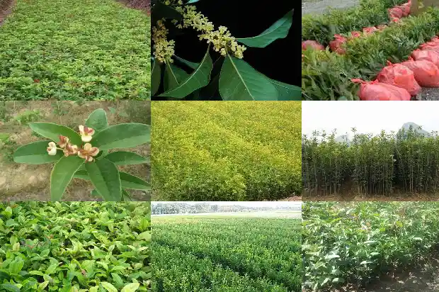 我爱家乡的桂花树400字1685665884396