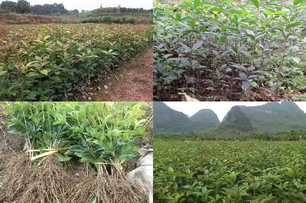 桂花树下思念一个人句子1685665900483