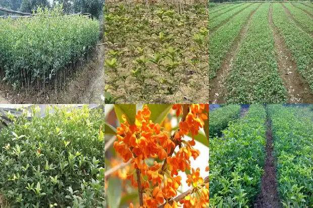 我家乡的桂花树250字1685666012949
