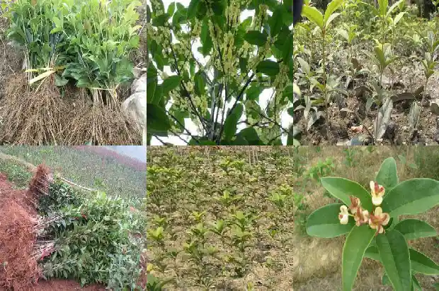 桂花树成语1690331493407
