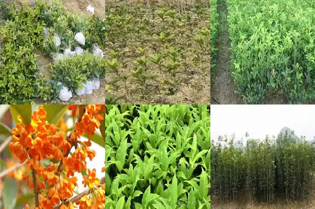 我希望桂花树1685666030605