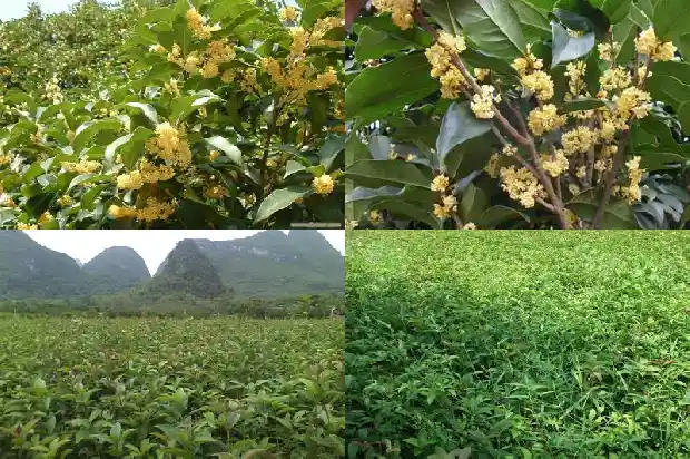 我想对桂花树说1685666055479