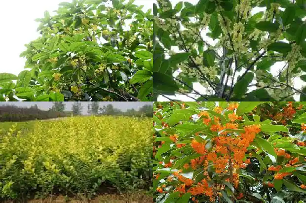 我想对桂花树说1685666055527