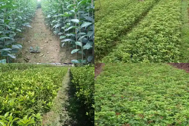 桂花什么时候长叶1688609990516