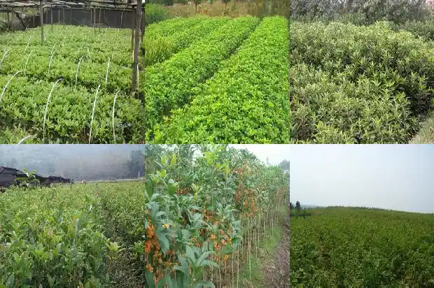 桂花在哪个城市最著名1685666075061
