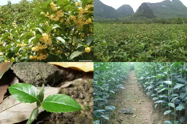 桂花之乡是哪里的特产呢1685666090511