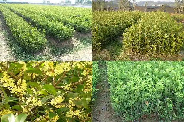 哪里的桂花有名1685666109323