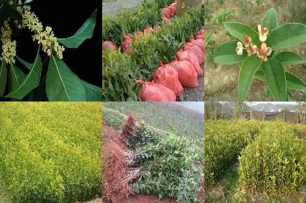 桂花之乡是哪里的景色1685666151589