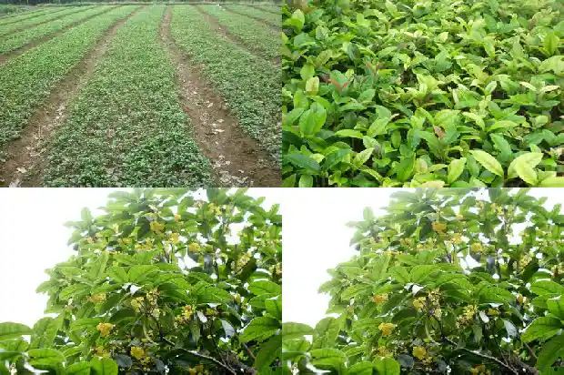 桂花花冠类型有哪些1690763761423
