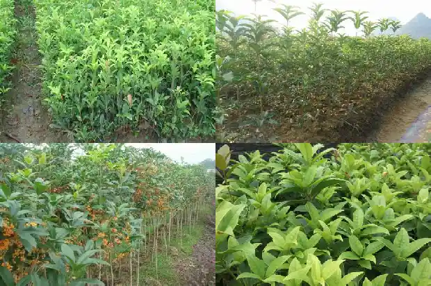 桂花哪个城市1685666169205