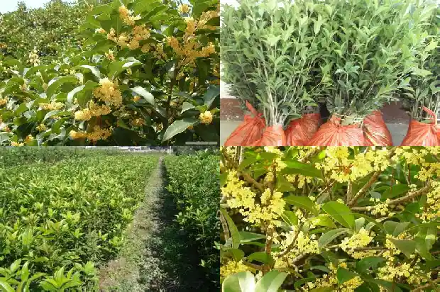 门前面桂花树种起来好1685666193304
