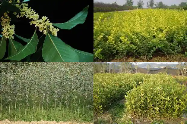 门前面桂花树种起来好1685666193399